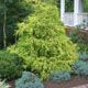 Gold_Mop_Cypress