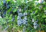 blueberry shrubs